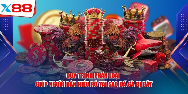 Quy trình phân loại giúp người dân hiểu rõ tại sao đá gà bị bắt
